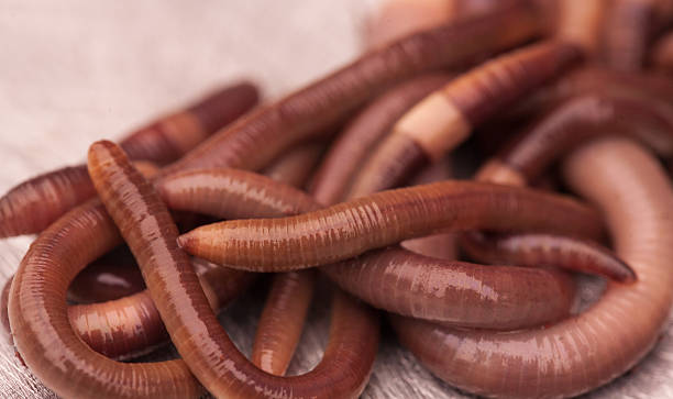 istock Close up of a group of earthworms 516413949