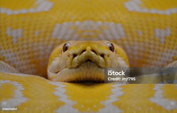 Żółty Anakonda - zdjęcia stockowe i więcej obrazów Anakonda - Anakonda, Boa dusiciel, Dzikie zwierzęta