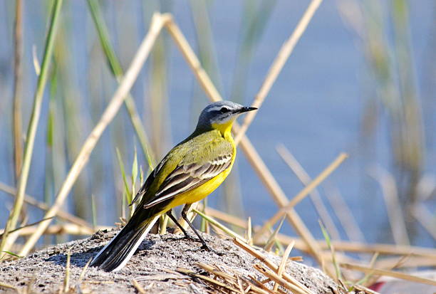 Birds Altaya stock photo