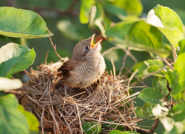 istock Baby bird in the nest 516414240