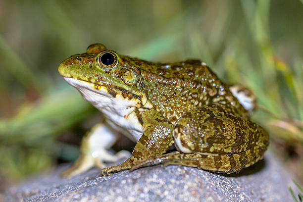 istock South European Levantine water frog 516414300