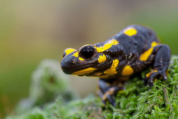 istock Head of a Fire salamander in its natural habitat 516414448