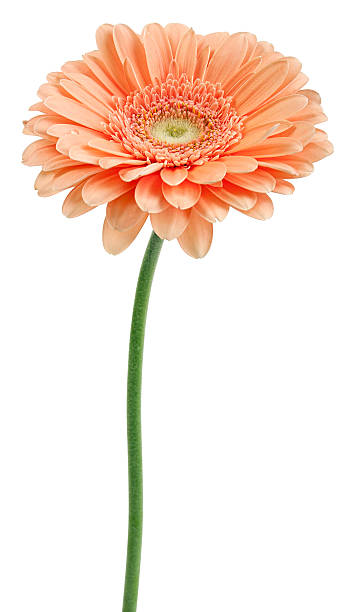 bege gerbera em um talo - gerbera daisy stem flower head pink - fotografias e filmes do acervo