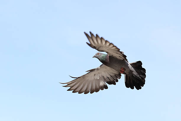 flying pigeon stock photo