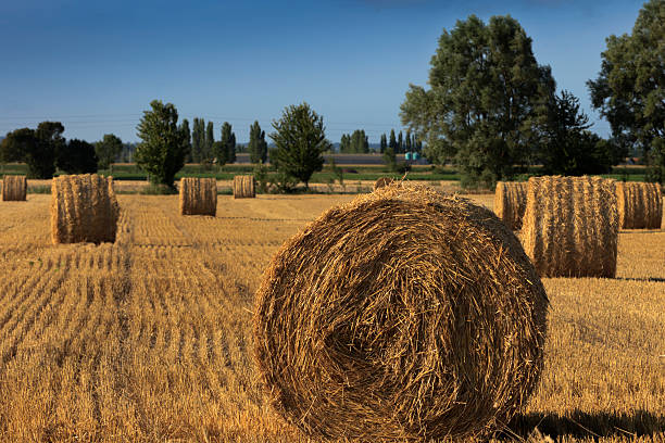 stubble field with hay bales stubble field with hay bales; Cancale, France cancale photos stock pictures, royalty-free photos & images