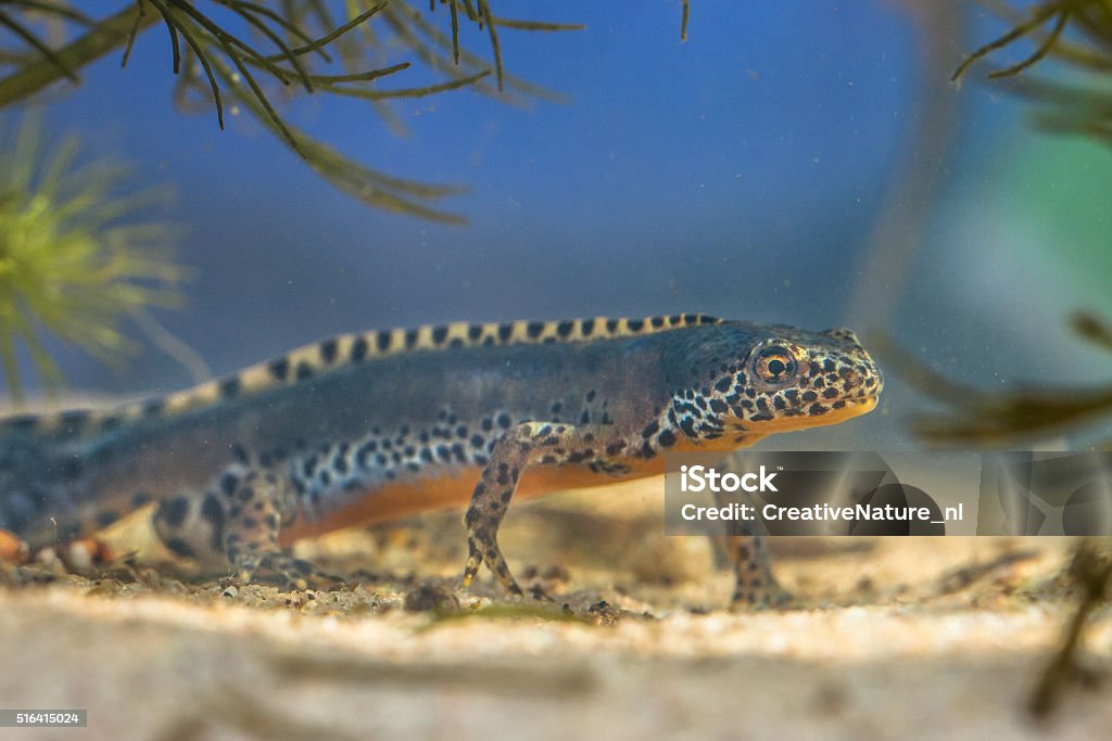 Männliche Alpine Molch in einem Schwimmbad - Lizenzfrei Amphibie Stock-Foto