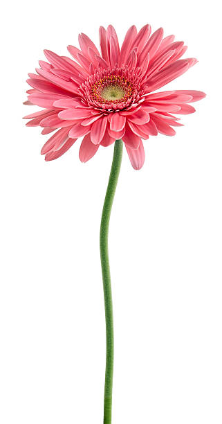 gerbera rosa su un bastoncino - close to moving up single flower flower foto e immagini stock