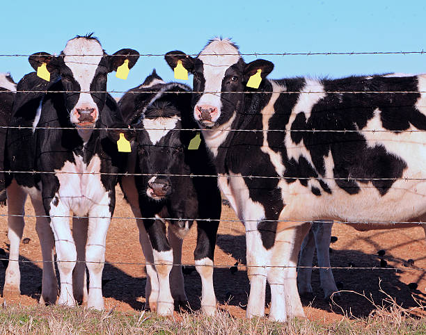 istock Three Holstein calves looking through a fence 516415272