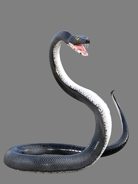 3d rendered black viper stock photo