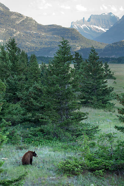 istock Black bear Waterton Lakes National Park Alberta Canada Citadel Peaks 516416974