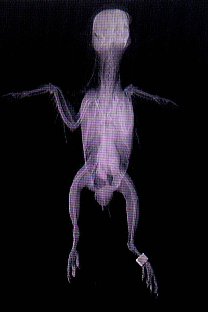istock Radiography of bird lying 516417440