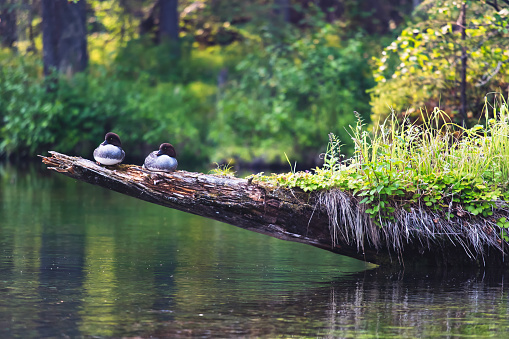 Two female common goldeneyes rest on a log overlooking a pristine stream in Alaska