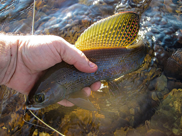 Grayling in hand stock photo