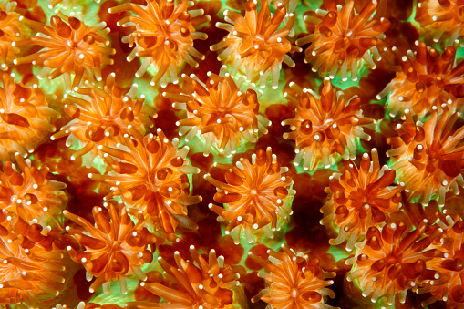 Primer plano de Coral duro pólipos photo