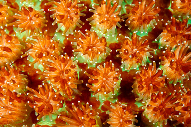 Closeup Hard Coral Polyps A closeup of hard corals showing the coral polyps. Uepi, Solomon Islands. Solomon Sea, Pacific Ocean coral cnidarian stock pictures, royalty-free photos & images
