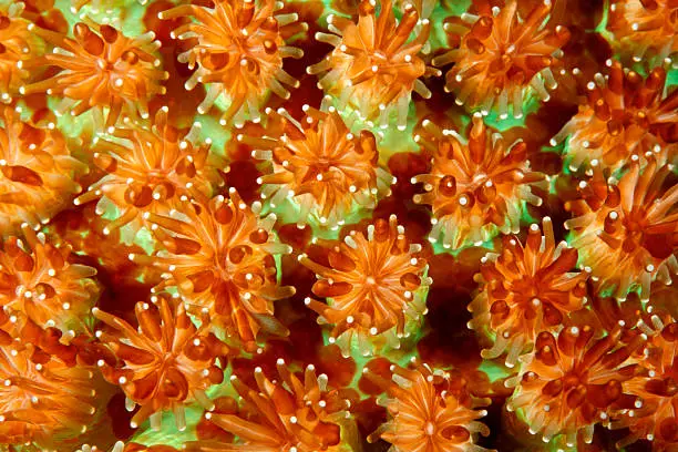A closeup of hard corals showing the coral polyps. Uepi, Solomon Islands. Solomon Sea, Pacific Ocean