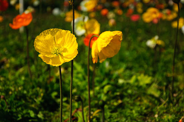 istock Blooming Corn poppy flowers in garden 516422380