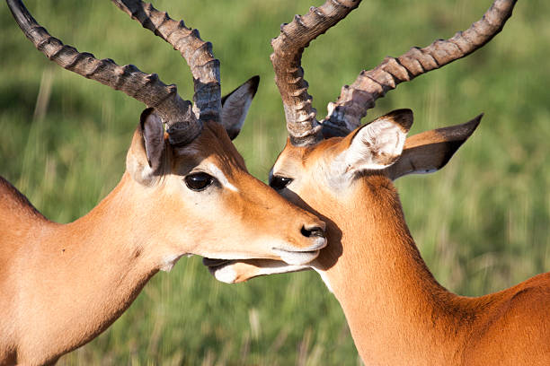 istock Gazelle crossing heads. 516422442