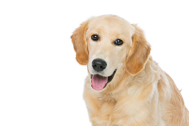 istock Young beautiul golden retriever dog 516422820