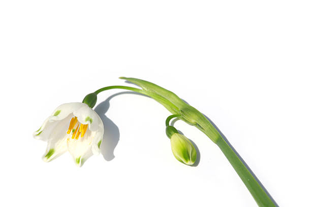 lily of the valley and bud in white background