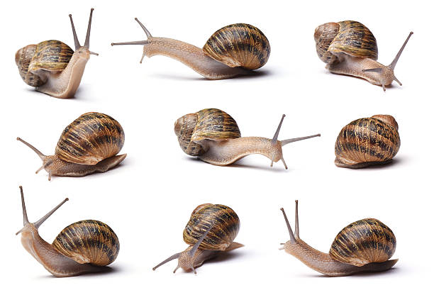 snails Collection of snails isolated on white background snail stock pictures, royalty-free photos & images