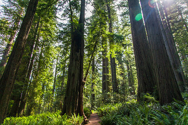 istock Redwood National and State Parks, California 516423797