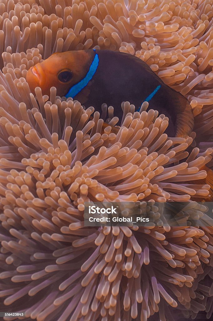 Clownfish Tropical saltwater anemone and clownfish close-up Anemonefish Stock Photo