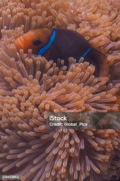 Clownfish Stock Photo - Download Image Now - Anemonefish, Animal, Animal Wildlife