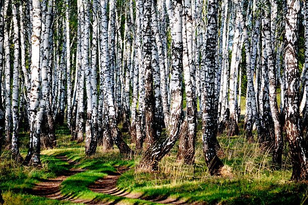 Nature Altaya stock photo