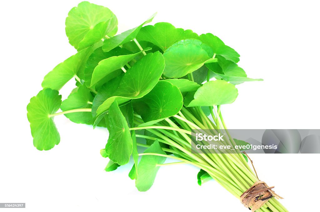 Herbal Thankuni leaves of indian subcontinent Aging Process Stock Photo