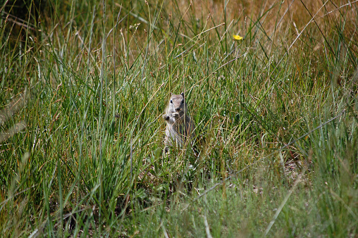 young marmot in the grasses of yosemite national park