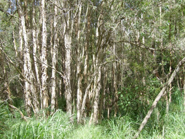 Malaleuca trees in forest near Brisbane in Queensland stock photo