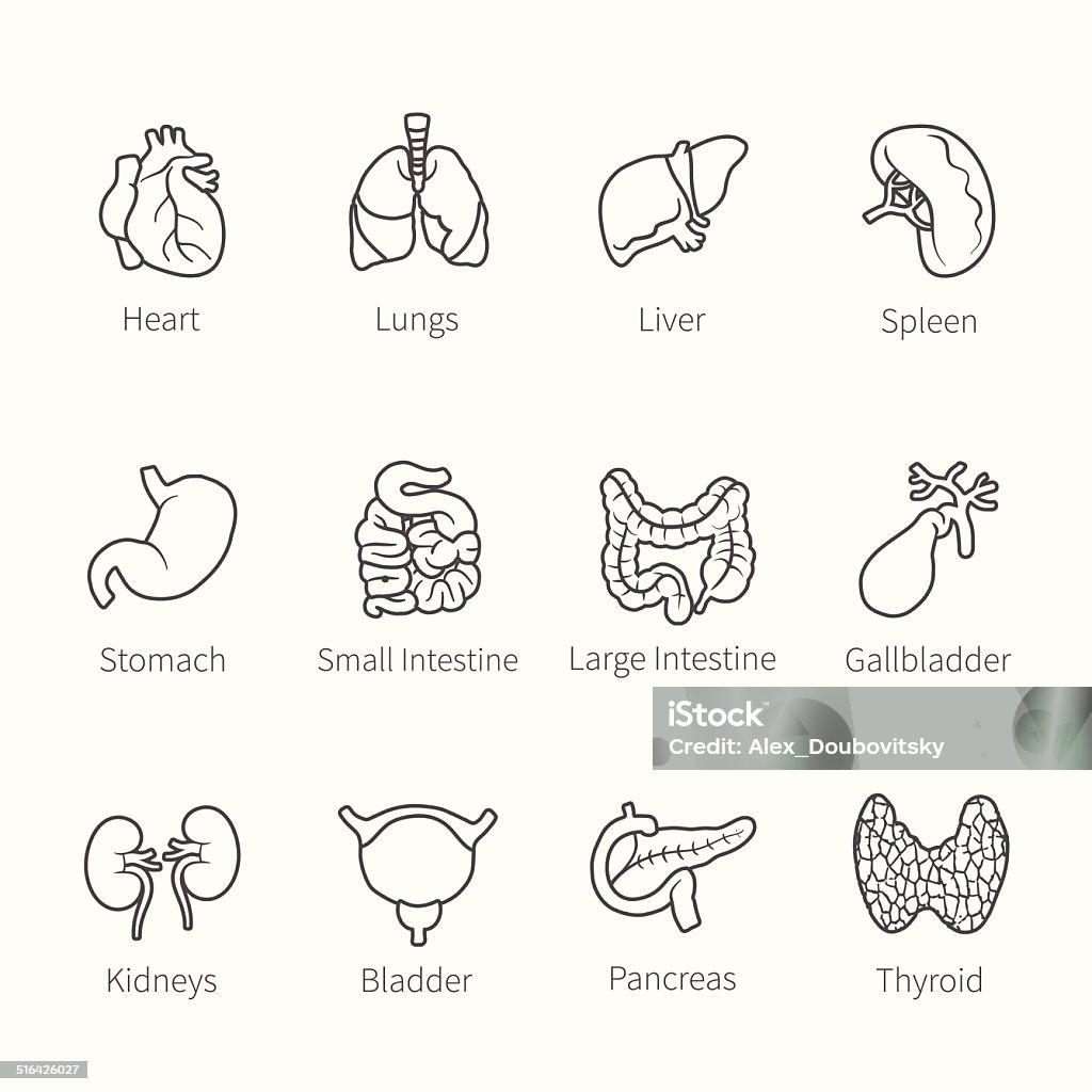 Ensemble d'icônes de vecteur d'organes internes humains - clipart vectoriel de Icône libre de droits