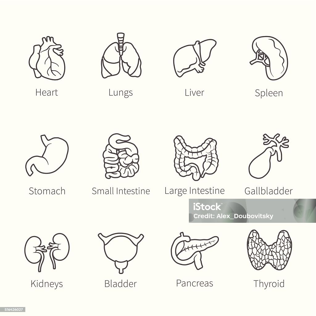 Vector icon set of human internal organs Vector icon set of human internal organs like heart spleen lungs stomach thyroid intestine bladder gallbladder pancreas kidneys and liver in flat countur style Icon Symbol stock vector