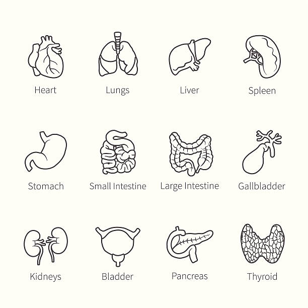 Vector icon set of human internal organs Vector icon set of human internal organs like heart spleen lungs stomach thyroid intestine bladder gallbladder pancreas kidneys and liver in flat countur style gall bladder stock illustrations