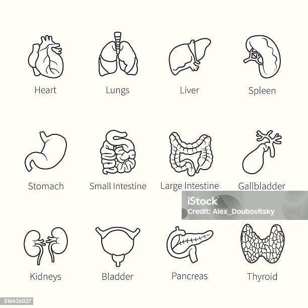 Vector Icon Set Of Human Internal Organs Stock Illustration - Download Image Now - Icon Symbol, Gall Bladder, Human Internal Organ