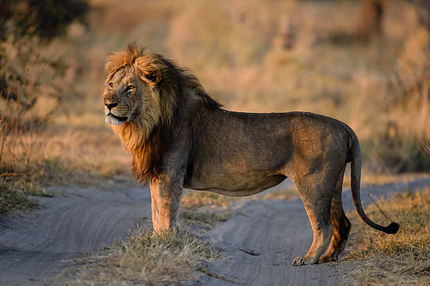 istock Savuti pride male lion 516426918