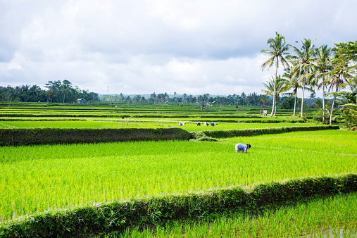 Bali, Indonesia - August 11, 2014: The Indonesian countryside, as is the case in most of the countries of Southeast Asia, is characterized by the presence of numerous rice fields.