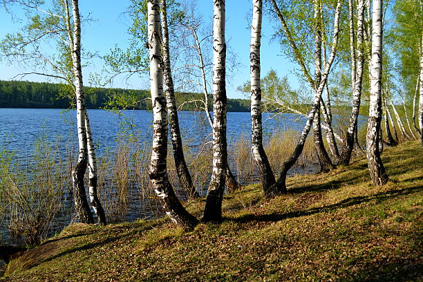 Nature Altaya stock photo