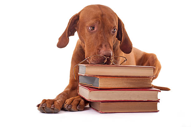 istock innocent puppy with boks 516427187
