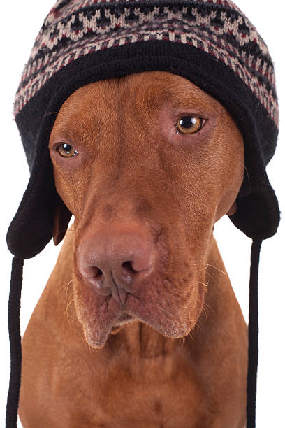 istock dog wearing a winter hat 516427209