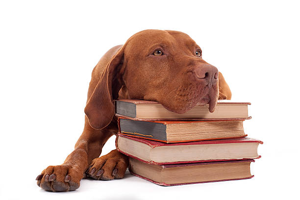 dog with a stack of books stock photo