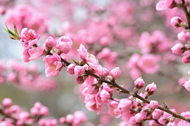 istock Beautiful light pink peach blossoms during spring in Japan 516427318