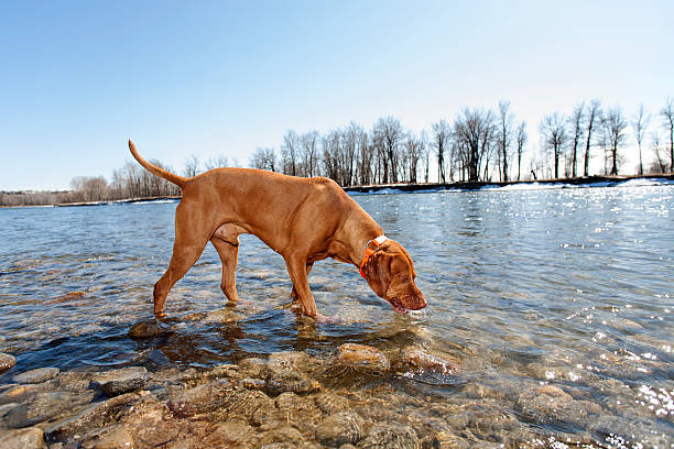 dog drinking from river is it safe for dogs to drink water from river giardia lamblia stock pictures, royalty-free photos & images