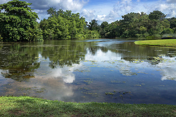 istock Singapore Botanic Garden 516428108