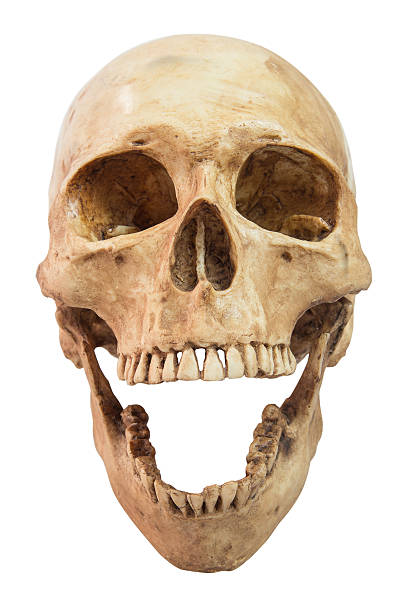 istock front view of human skull on isolated 516428802