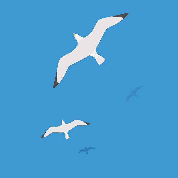 Seagulls flying on water Seagulls flying on water, the flight of white birds on the blue sea. Editable vector flat illustration top view seagull stock illustrations
