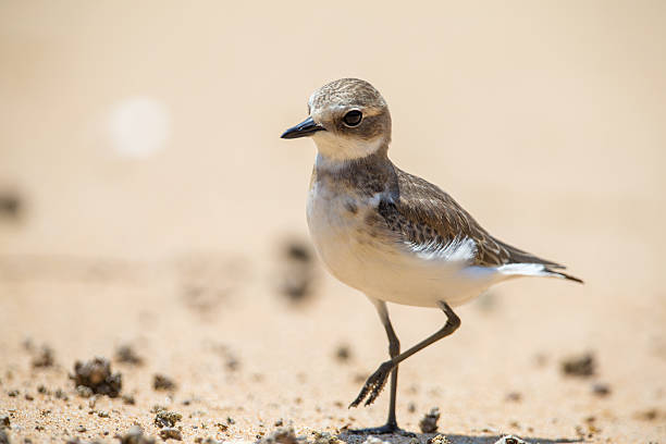 Taxon name: Red-capped PloverTaxon scientific name: Charadrius ruficapillusLocation: Central Coast, NSW, Australia