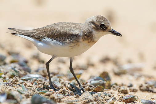 Lesser Sand Plover looking food at beach