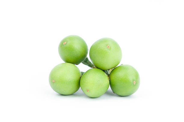 istock Fresh turkey berry on white background. 516439897